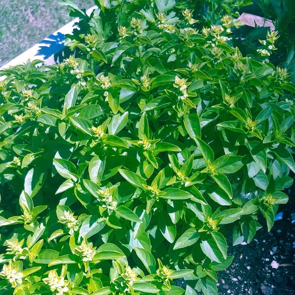 The Limited Drew Fit Women Pant - Picture 3 of 16